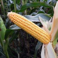 Семена кукурузы Жетон 265 МВ ФАО 260