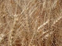 Семена озимой пшеницы Шестопаловка