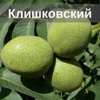 Саженцы грецкого ореха Клишовский, привитый