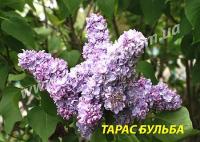Саженцы сирени Тарас Бульба, 1 летние