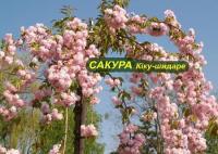 Саженцы сакуры плакучей Кику-Шидаре, 3.5 м, 1 летние