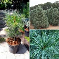 Сосна гибкая (Pinus flexilis) "Vanderwolf's Pyramid" /Н 40 см/ контейнер С3 L