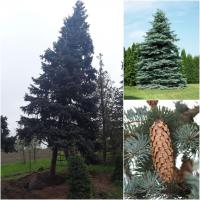 Ель колючая форма голубая (Picea pungens f. glauca) форм. / Н 6.0-7.0 м / ком