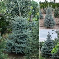 Ель колючая форма голубая (Picea pungens f. glauca) / H 90-100 см / грунт