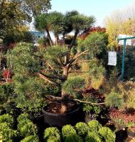 Сосна обыкновенная "Ниваки" (Pinus Sylvestris "Niwaki") /H 200-220 см/ контейнер С200 L