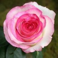 Саженцы розы "Дольче Вита"- чайно-гибридной ,крупномерной.