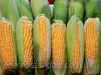 Семена кукурузы ВН 6763, ФАО 320