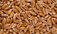 Семена пшеницы Леннокс, Strube, 1 репрод