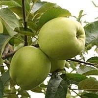Саженцы яблони Антоновка, зимний сорт