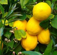 Лимон Сладкий пунш