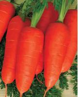 Семена моркови Нью Курода