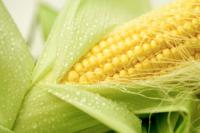 Как побороть хлоротичность кукурузы