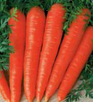 Семена моркови Флакко