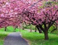 Саженцы сакуры - Prunus Serulata Kanzan