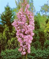 Саженцы сакуры - Prunus serrulata «Amanogawa»