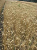 Семена пшеницы озимой - сорт Кохана, Элита