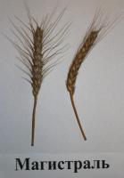 Семена пшеницы озимой - сорт Магистраль, Элита и 1 репродукция