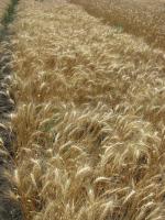 Семена пшеницы озимой - сорт Благо, Элита