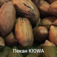 Саженцы ореха пекан Kiowa