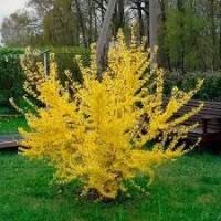 Саженцы форзиции средней Forsythia X Intermedia Lynwood, 140 см