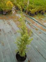 Саженцы можжевельника обыкновенного Juniperus Communis, 60 см