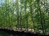 Саженцы граба обыкновенного Carpinus Betulus, 50 см