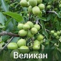 Саженцы грецкого ореха Великан, трехлетние