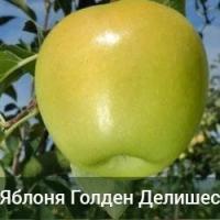 Саженцы яблони Голден Делишес