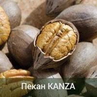 Саженцы ореха пекан Kanza