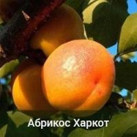 Саженцы абрикоса Харкот