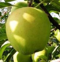 Саженцы яблони Голден Смути (Гибсон), осенний сорт
