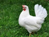 Цыплята несушки порода Леггорн