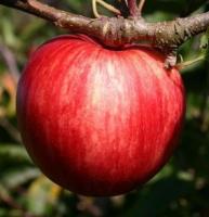 Саженцы яблони Пирос, летний сорт