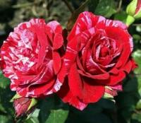 Саженцы розы флорибунда Дип Импрешн