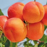 Саженцы абрикоса Киото и Цунами