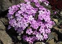 Флокс шиловидный (Phlox subulata)