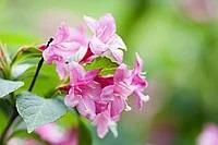 Саженцы вейгелы розовой ранней (Weigela praecox)