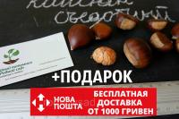 Каштан съедобный семена (8-10 грамм) 10 шт (Castánea satíva, посевной) для саженцев насіння на саджанці