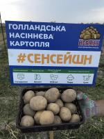 Картофель Сенсация ультроранний 1 репродукция сетка 5 кг