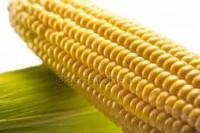 Семена кукурузы DKC 4964 (Декалб)