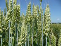 Удобрение для зерновых ячменя, овса, проса, риса, ржи, тритикале, пшеницы Минералис