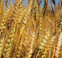 Семена пшеницы озимой Миссия Одесская элита