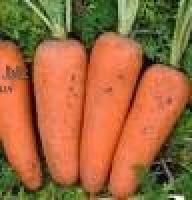 Семена моркови CB 7381 ДХ F1, Seminis, калибр 1.8 - 2.0, 1000000 шт