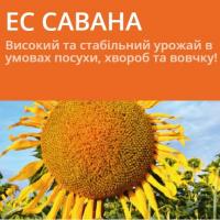 Семена подсолнечника ЕС САВАНА / ES SAVANA (A-G)