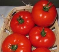 Семена томатов Матиас F1, De Ruiter, 500 шт