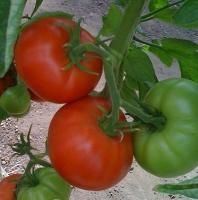 Семена томатов Мелодия F1, De Ruiter, 250 шт