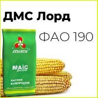 Раннеспелый гибрид кукурузы ДМС Лорд (ФАО 190)