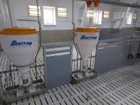 Кормовые автоматы для свиней