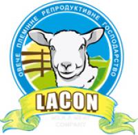 Овцы молочной французкой породы Лакон ( lacaune )