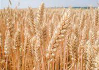 Семена озимой австрийской пшеницы – сорт Балатон 1 репродукция